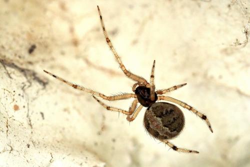 Theridion sp.